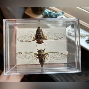 Cicada insect specimen display